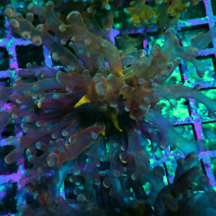 Euphyllia Frogspawn
