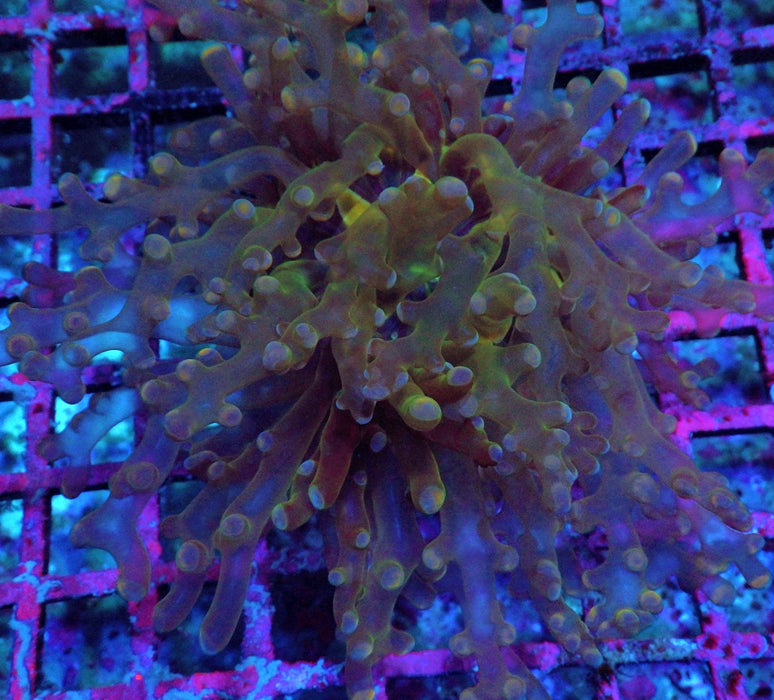 Euphyllia Frogspawn