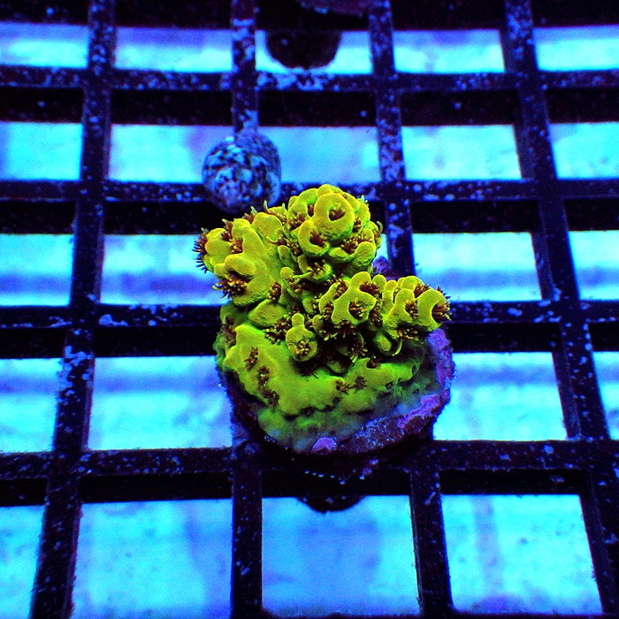 36 Acro Frag