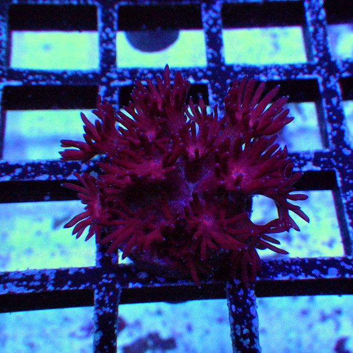 Goniopora Ultra