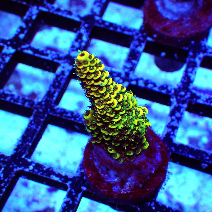 Rex Tricolor Bright Mille
