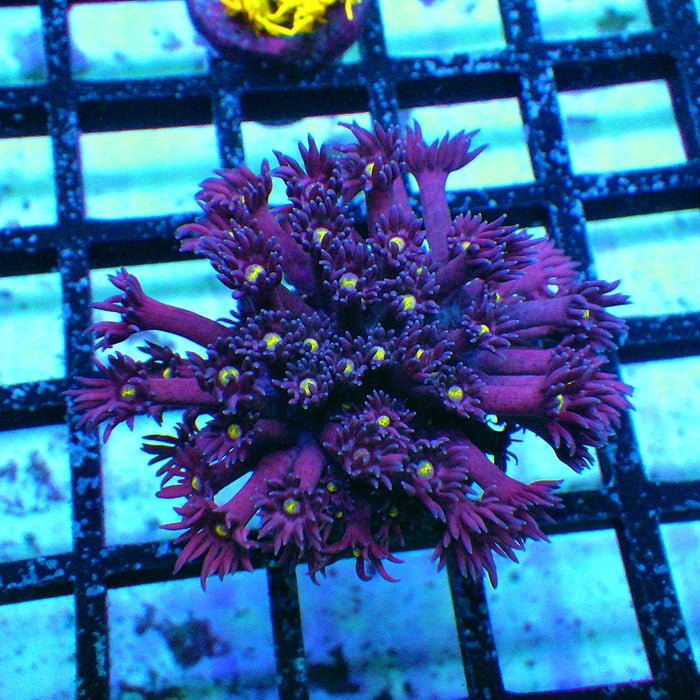 Goniopora Ultra