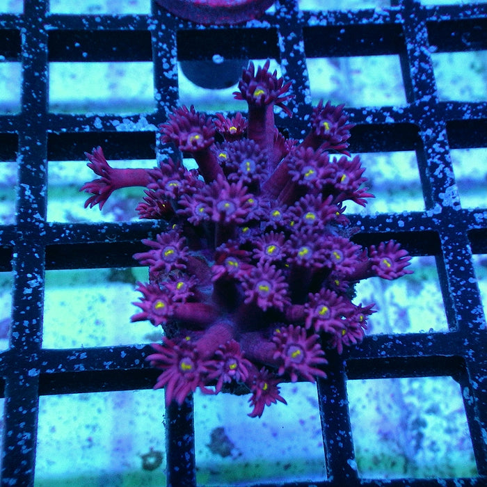 Goniopora Ultra