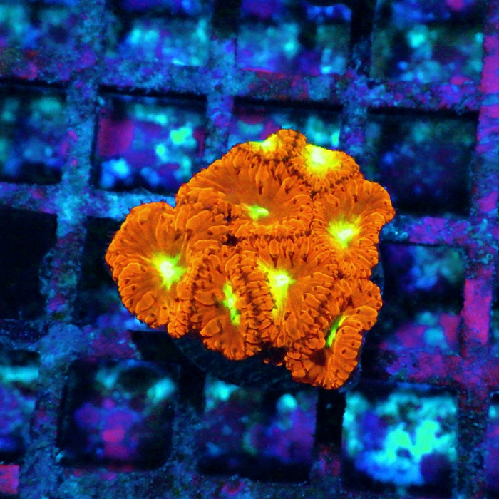 Blastomussa Frag