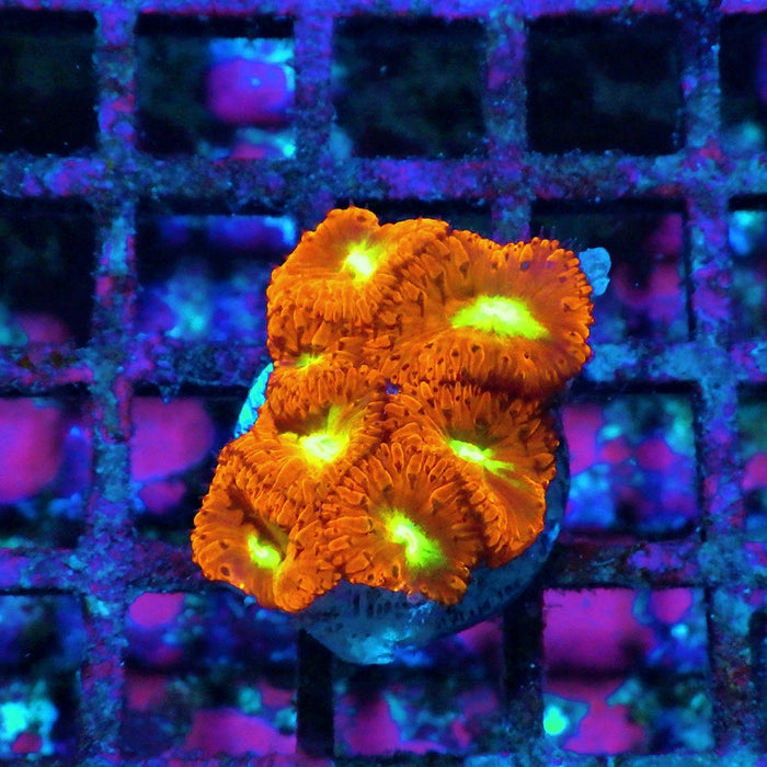 Blastomussa Frag