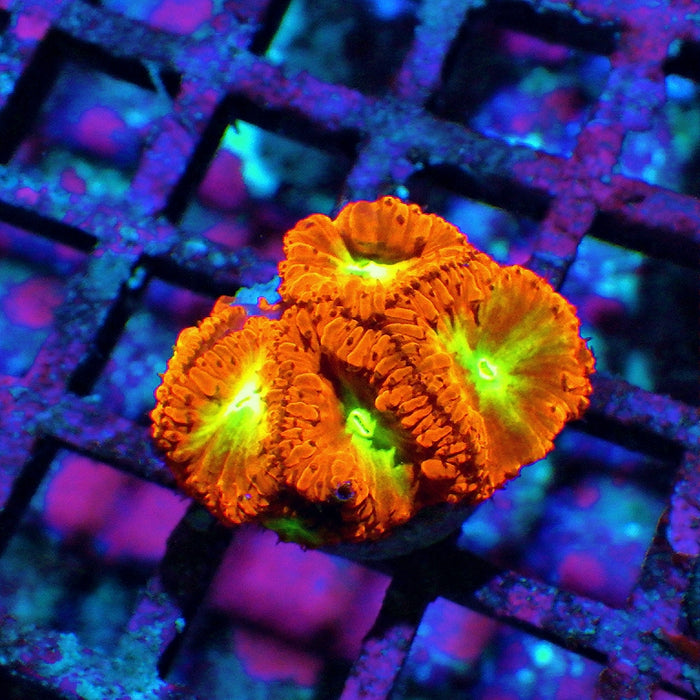Blastomussa Frag
