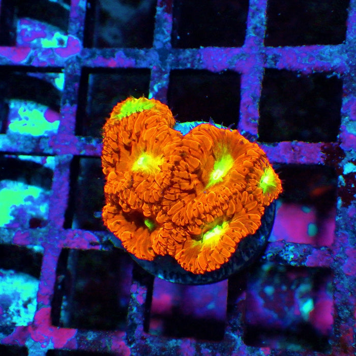 Blastomussa Frag