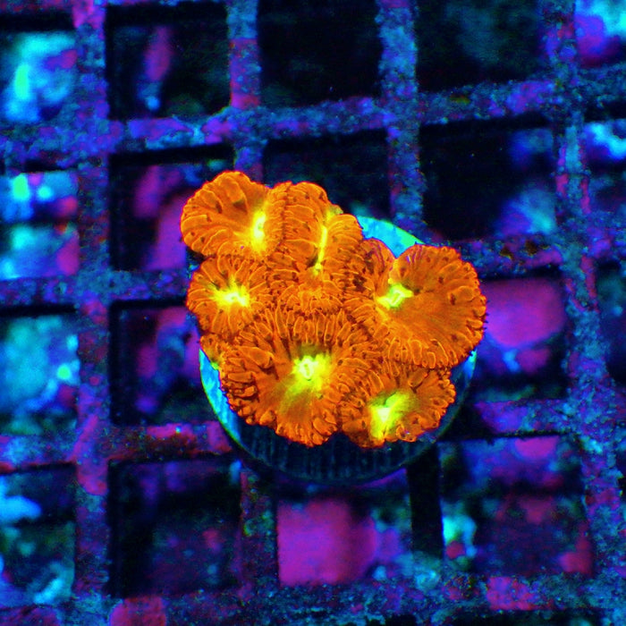 Blastomussa Frag