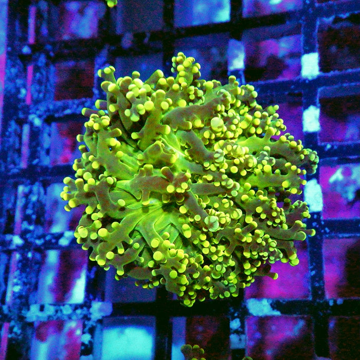Ultra Gold Green Frogspawn