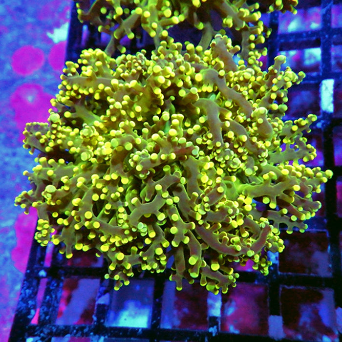 Ultra Gold Green Frogspawn