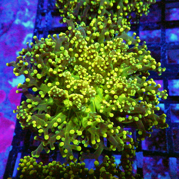 Ultra Gold Green Frogspawn