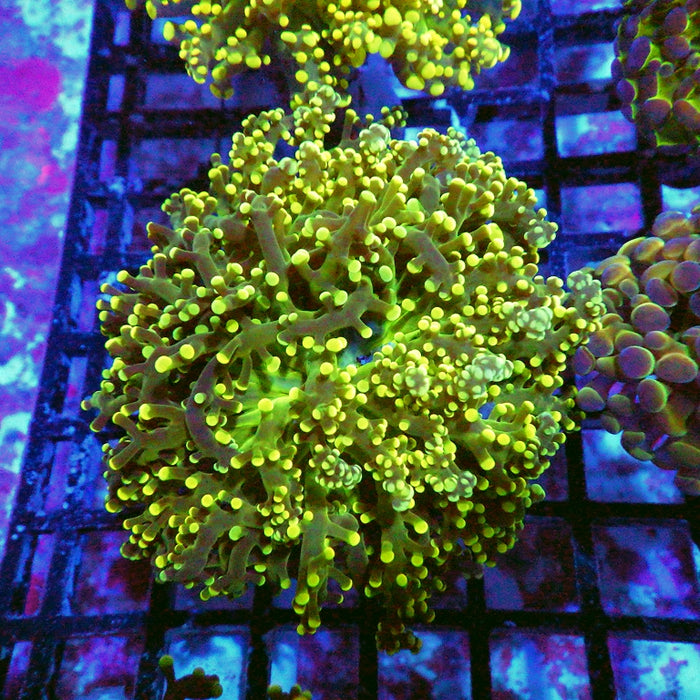 Ultra Gold Green Frogspawn
