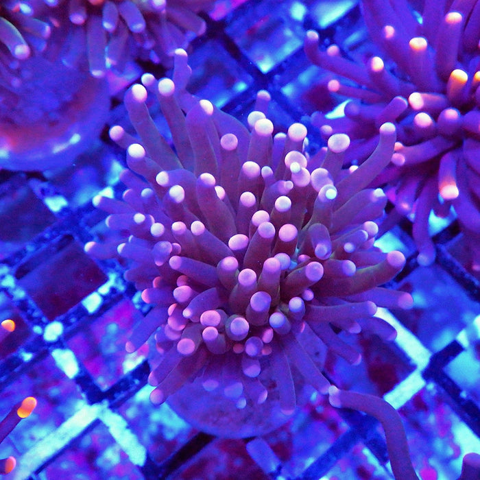 Pink Flame Torch