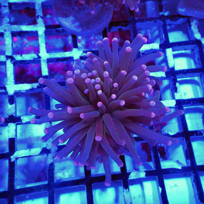 Pink Flame Torch