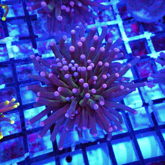Pink Flame Torch