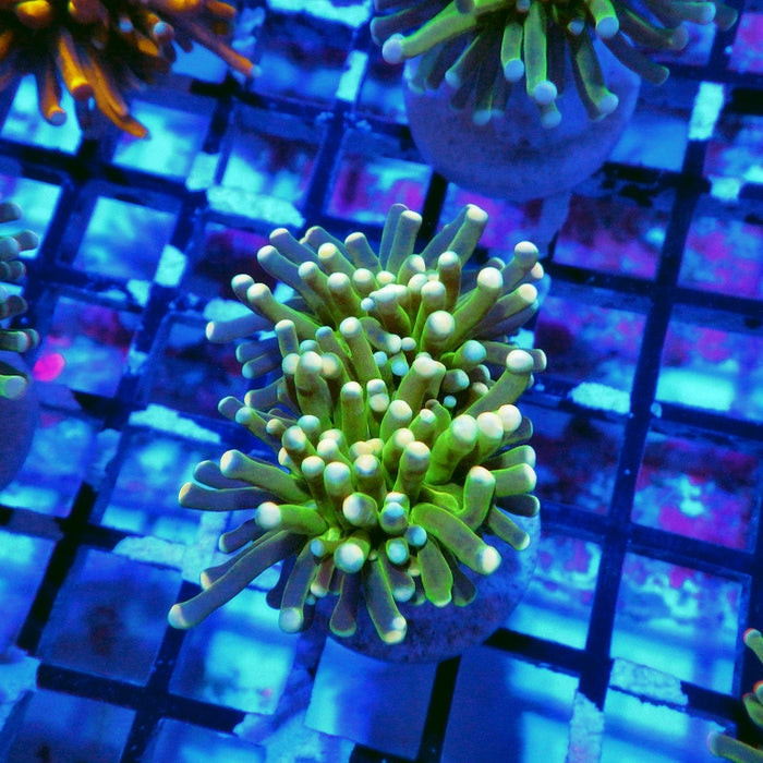 Green White Tips Torch