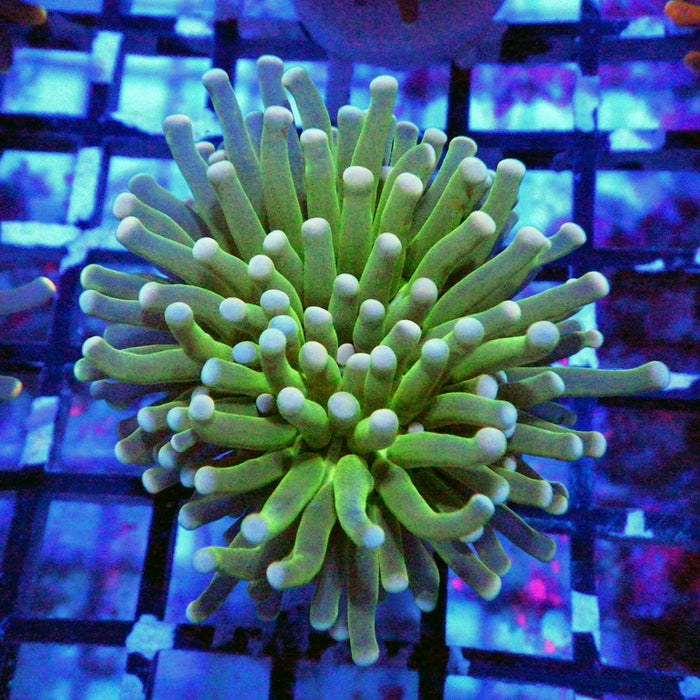 Green White Tips Torch