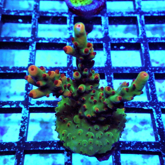 REx Tree Life Acro