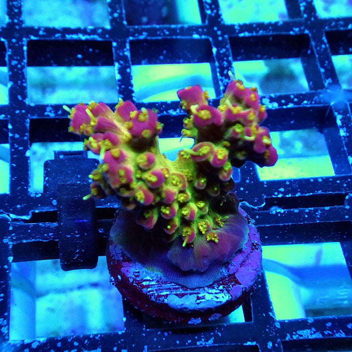 REx Rainbow Worms Acro