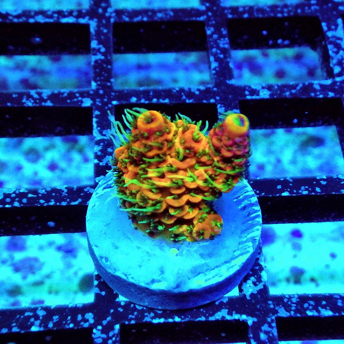 Millepora RAR Crazy Rainbow Premium