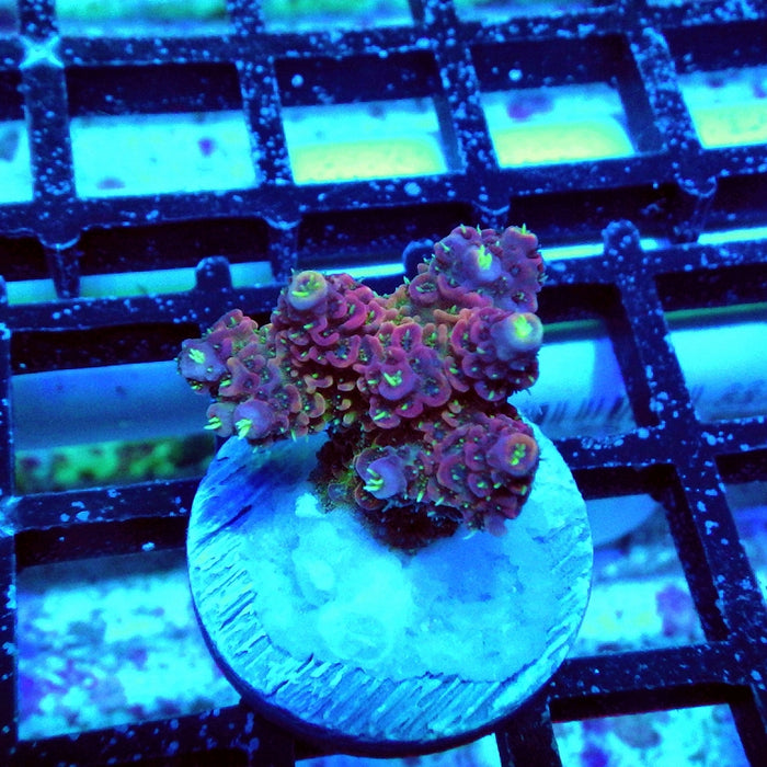 Millepora Pink Purple Green Polyp Premium