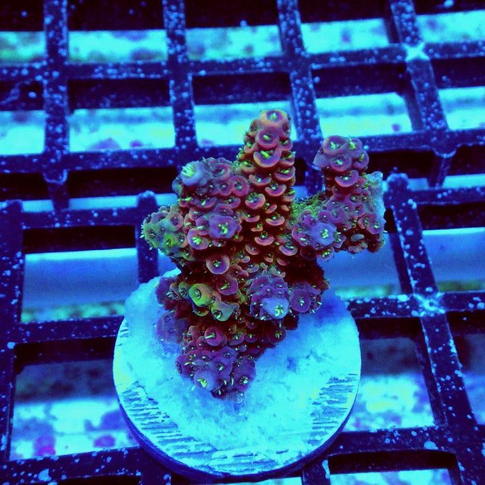 Millepora Pink Purple Green Polyp Premium