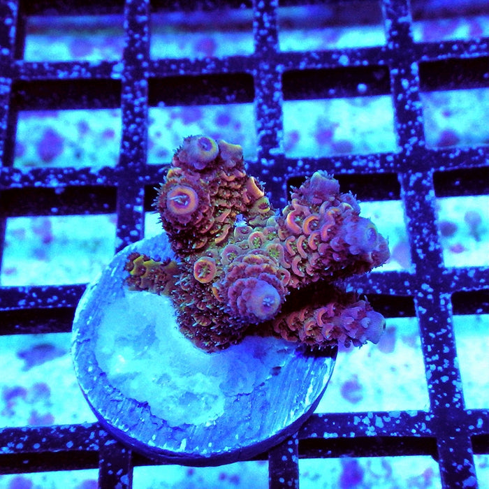 Millepora Purple Tricolor Ultra