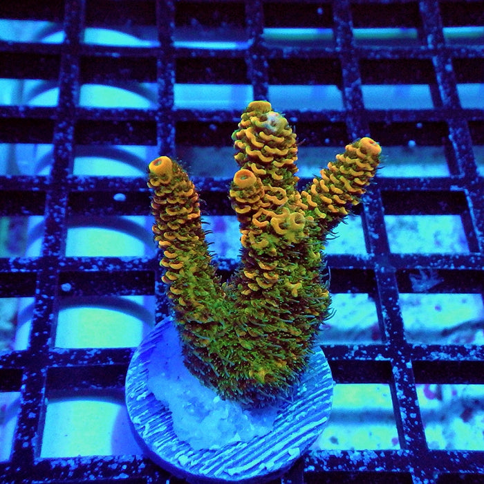 Millepora Orange Green Ultra