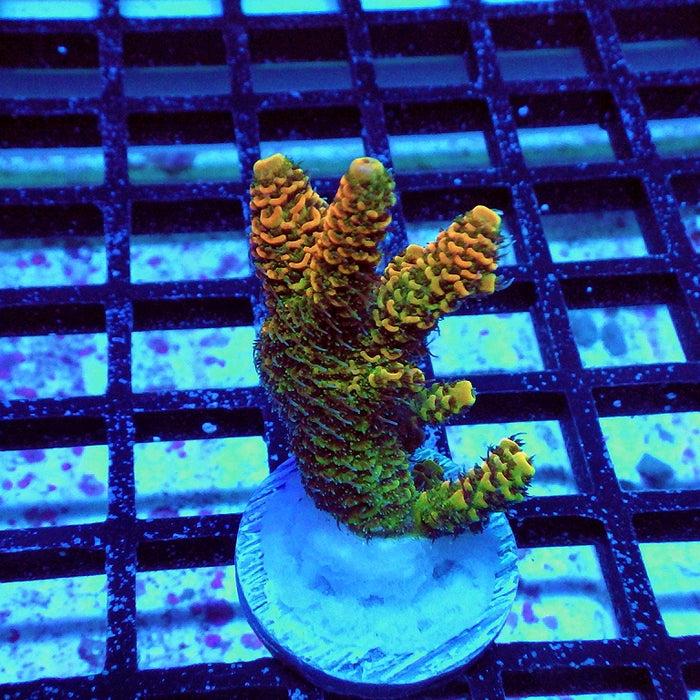 Millepora Orange Green Ultra