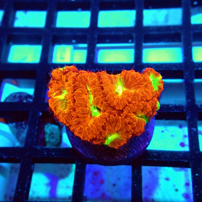 Blastomussa Frag