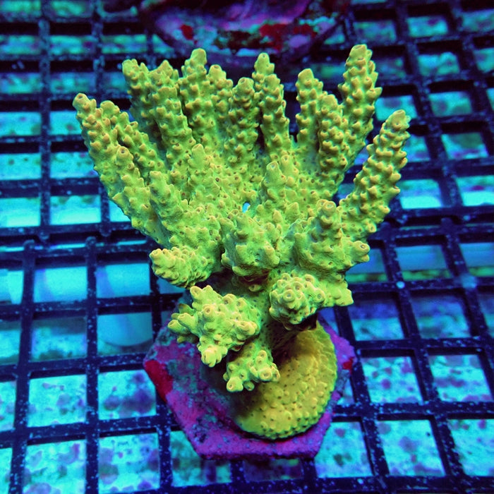 Acro Colony