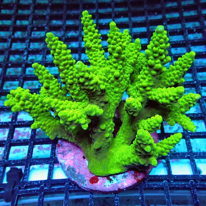 Acro Colony
