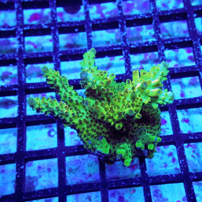 Acro Mini Colony