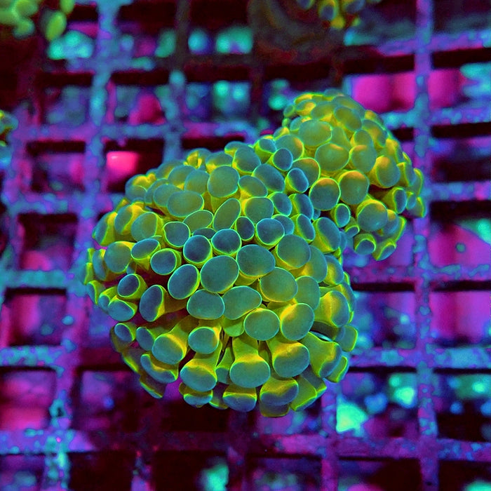 Euphyllia Hologram Reddish Branch Hammer