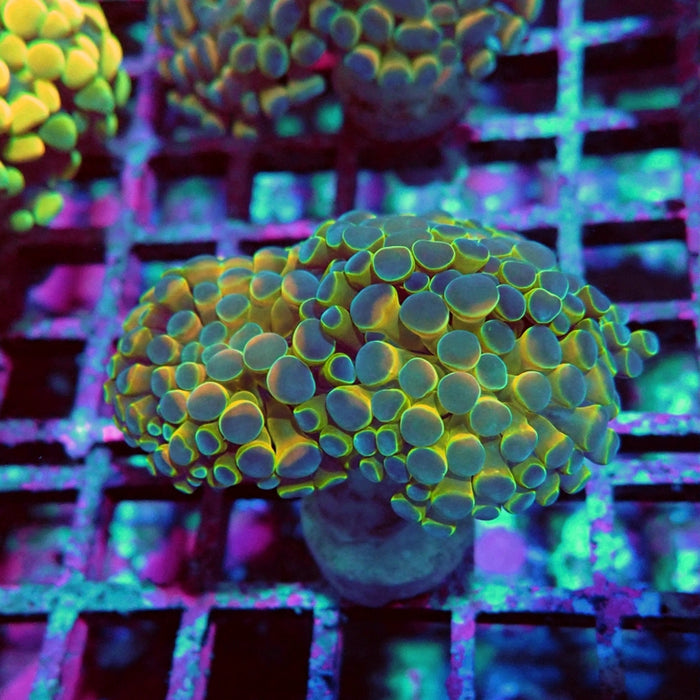 Euphyllia Hologram Reddish Branch Hammer