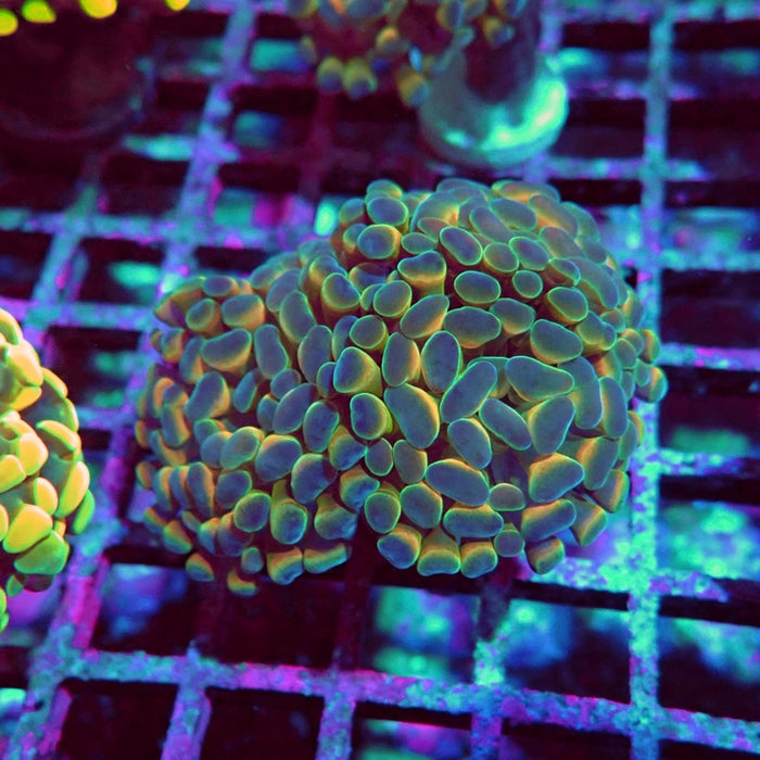Euphyllia Hologram Reddish Branch Hammer