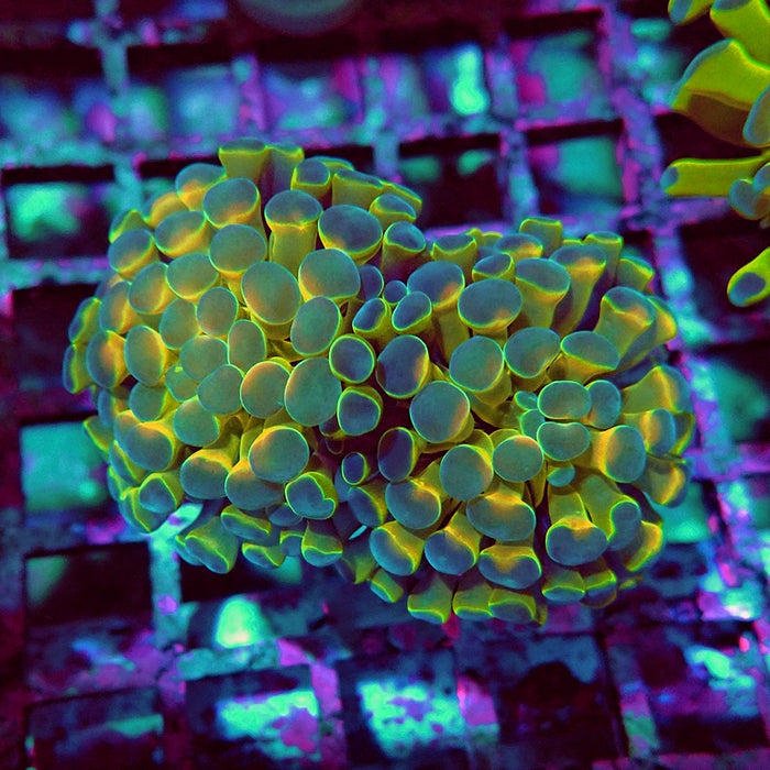 Euphyllia Hologram Reddish Branch Hammer