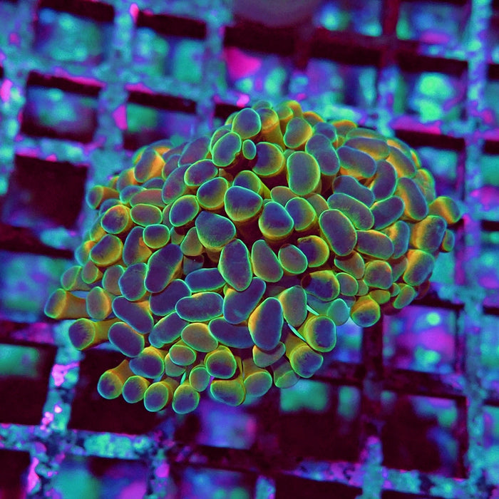 Euphyllia Hologram Reddish Branch Hammer