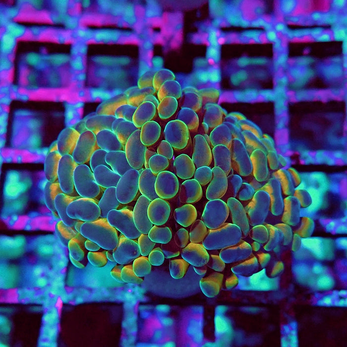 Euphyllia Hologram Reddish Branch Hammer