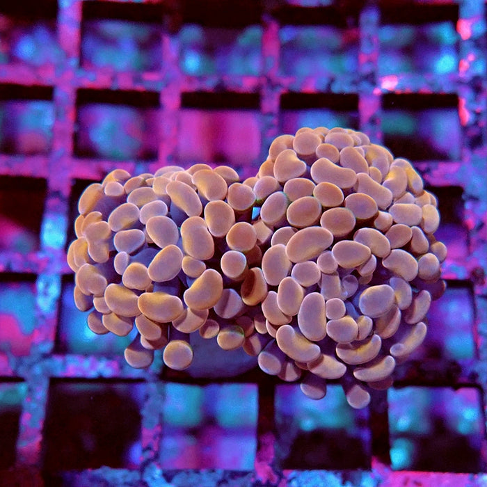Euphyllia Pink Branch Hammer