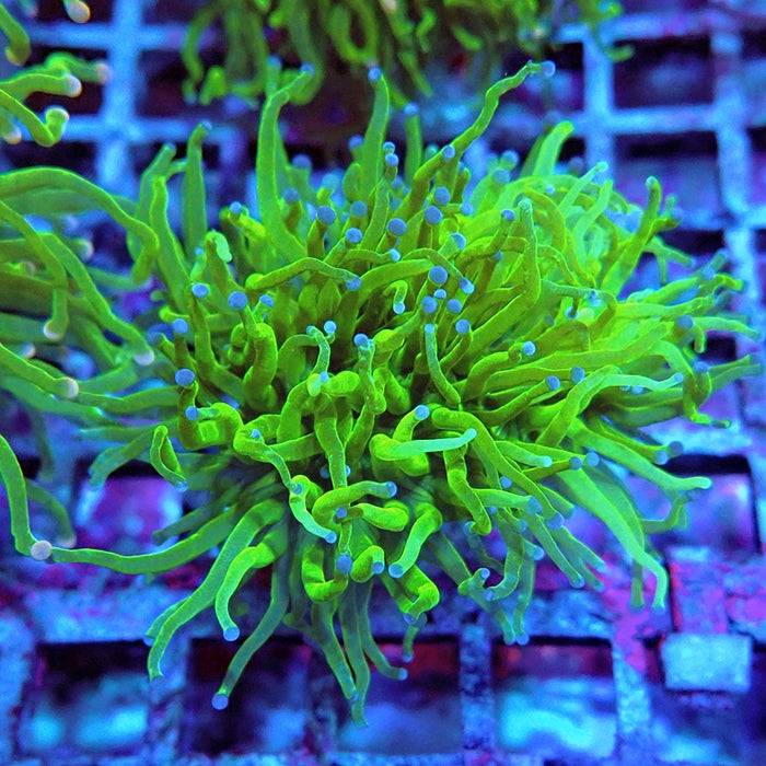 Euphyllia Cotton Blue Tips Torch