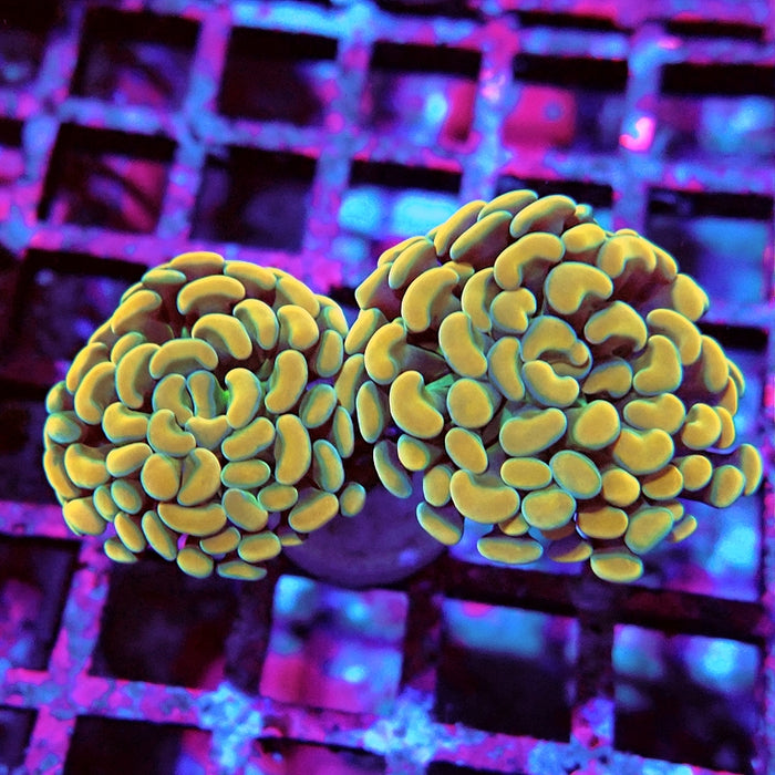 Euphyllia Yellow Branch Hammer
