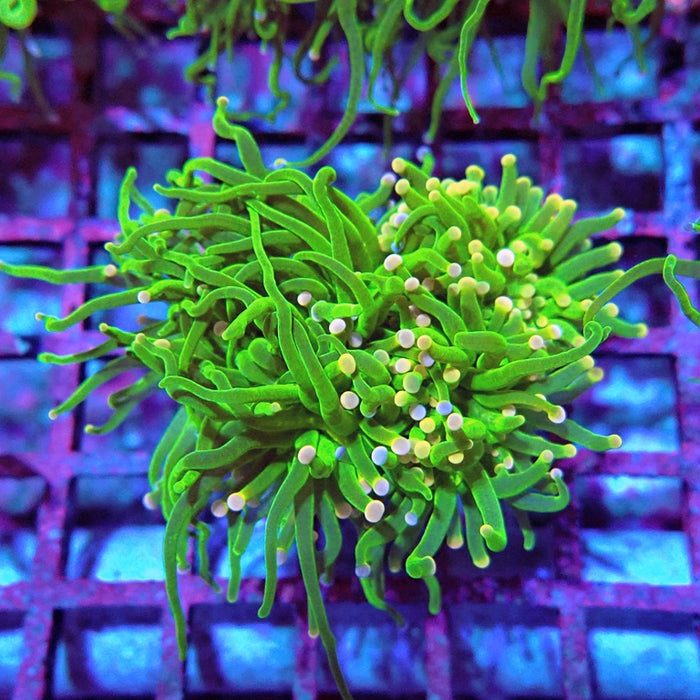 Euphyllia Cotton Candy Torch