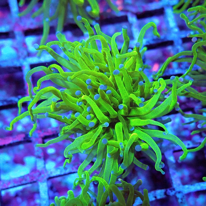 Euphyllia Cotton Blue Tips Torch