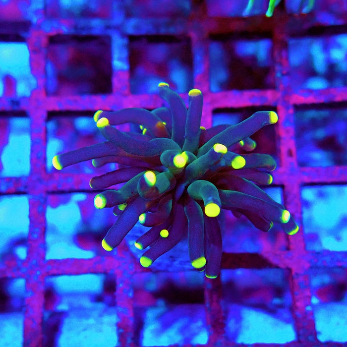 Euphyllia Dark Yellow Tips Torch