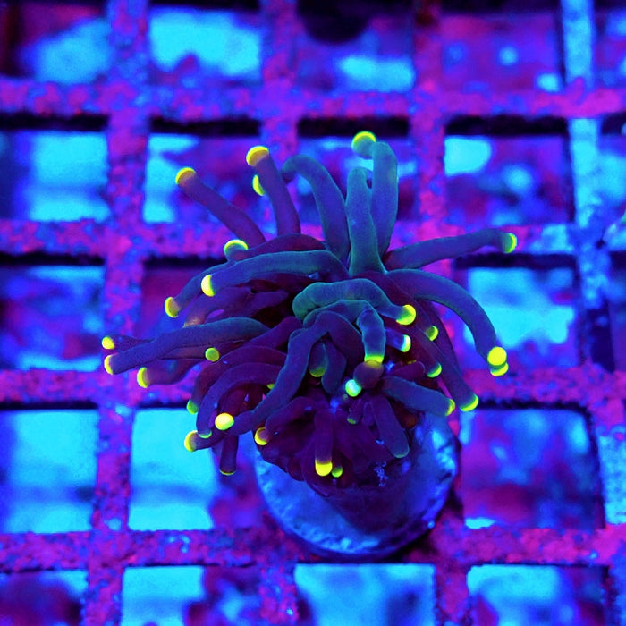 Euphyllia Dark Yellow Tips Torch