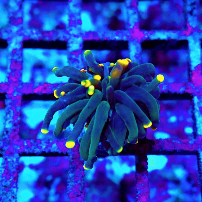 Euphyllia Dark Yellow Tips Torch