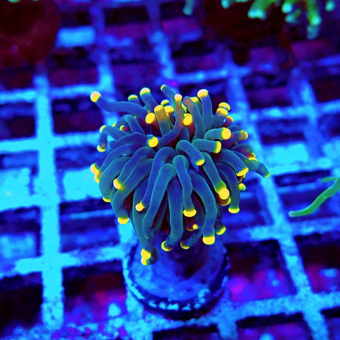 Euphyllia Dark Yellow Tips Torch