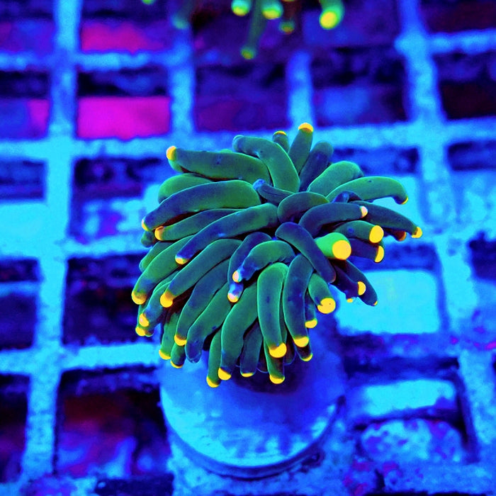 Euphyllia Dark Yellow Tips Torch