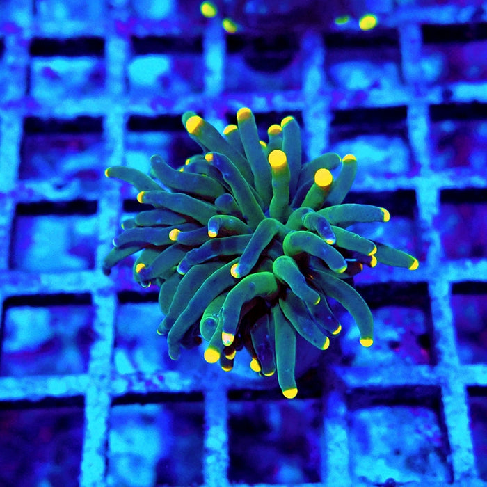 Euphyllia Dark Yellow Tips Torch